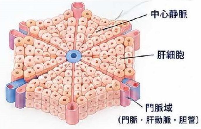 病態モデル
